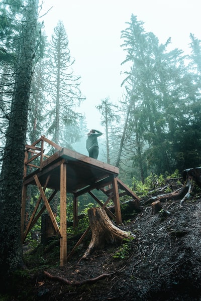 During the day in the forest brown wooden ladder
